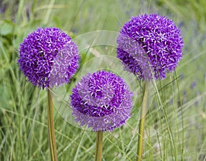 Blooming purple ornamental onion Allium hollandicum, Purple Sensation against the green grass background