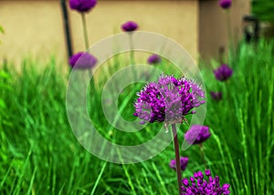 Blooming purple ornamental onion Allium hollandicum, Purple Sensation against the green grass background