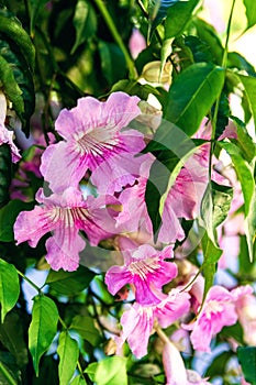 Blooming Purple petunia flowers