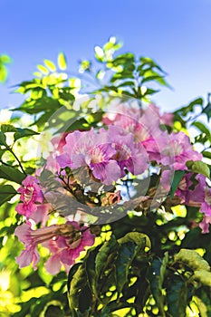 Blooming Purple petunia flowers