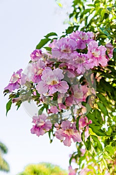 Blooming Purple petunia flowers