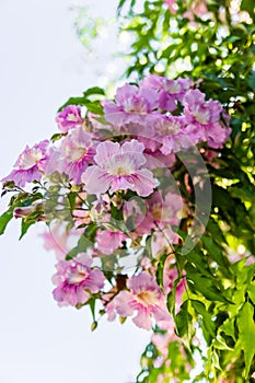 Blooming Purple petunia flowers