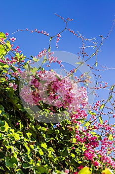 Blooming Purple petunia flowers