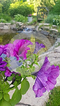 Blooming purple Petunia in a pot close - up against the background of a pond with a rocky Bank and a stream in the garden. Macro