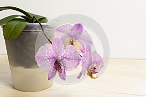 Blooming Purple and Pink orchid called Manhattan. Plant with mutant flower in the pot, Close-up