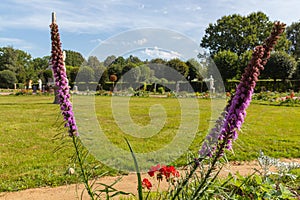 Blooming purple prairie blazing star Liatris pycnostachya flowers