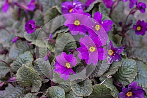Blooming purple primrose flowers