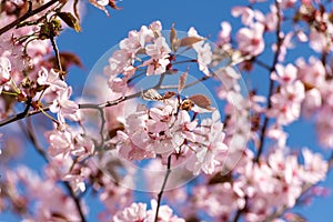 Blooming Purple Red Sakura Tree Garden in Spring. Blurry Backgr