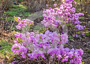 Blooming purple rhododendron