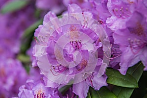 Blooming purple rhododendron, petals detail