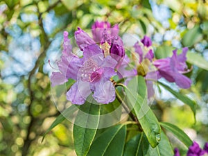 Blooming purple rhododendron in the spring