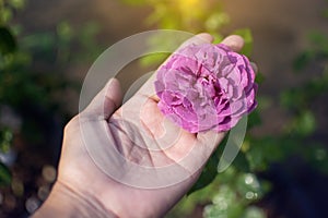 Blooming purple rose in hand, farmer pick blooming rose in the garden