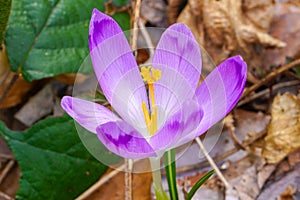 Blooming purple saffron flower. Early spring violet crocuses in the forest. Autumn leafs background.