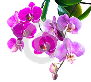 Blooming purple and soft lilac orchid is isolated on white