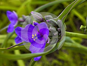 Blooming Purple Spiderwort photo