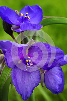 Blooming Purple Spiderwort photo
