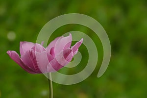 Blooming purple tulip against green grass