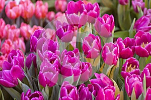 Blooming purple tulips on the background of garden grass