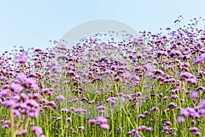 Blooming purple verbena