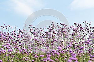 Blooming purple verbena background