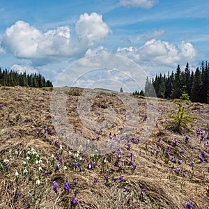 Blooming purple violet Crocus heuffelianus (Crocus vernus) alpine flowers on spring Carpathian mountain plateau, Ukraine