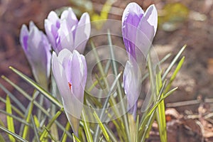 Blooming purple violet first spring crocuses flower