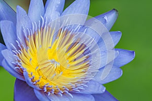 Blooming purple water lily