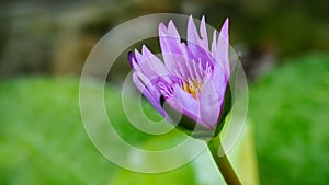 Blooming purple water lily or lotus