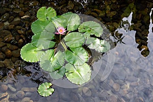 Blooming purple water lily or lotus in pond