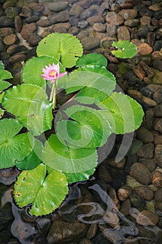 Blooming purple water lily or lotus in pond