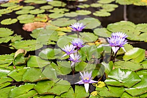 Blooming purple water lily in pond. Aquatic plants