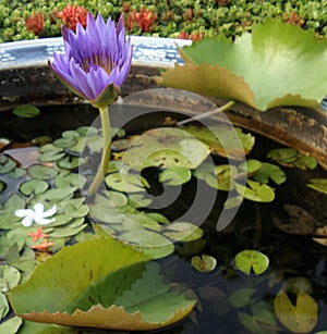 Blooming purple waterlily and falling flowers in china basin