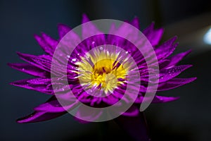 A blooming purple waterlily flower