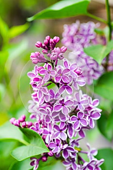 Blooming purple and white lilac in the garden. Selective focus