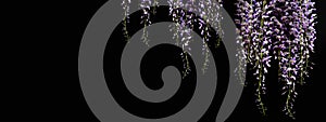 Blooming purple wisteria isolated against a black background. Panoramic image with copy space