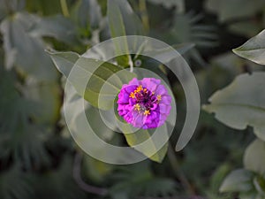 Blooming Purple Zinnia (Zinnia elegans) Flower.