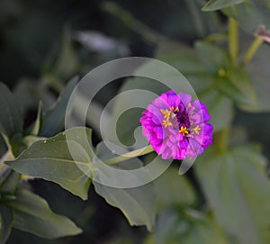 Blooming Purple Zinnia (Zinnia elegans) Flower.