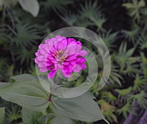 Blooming Purple Zinnia (Zinnia elegans) Flower.