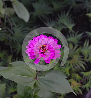 Blooming Purple Zinnia (Zinnia elegans) Flower closeup.