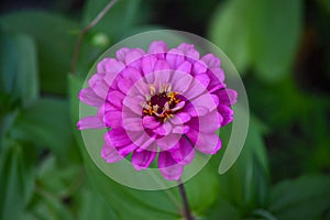 Blooming Purple Zinnia (Zinnia elegans) Flower closeup.