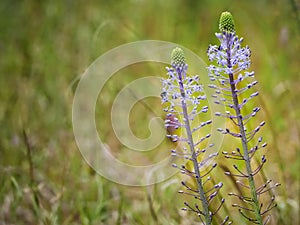 Blooming purpul flower