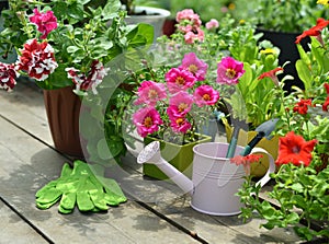 Blooming purslane and petunia flowers with watering can on garden patio
