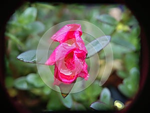 blooming purslanes in the rain