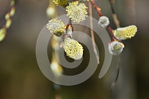 Blooming pussy willows (Salix caprea)