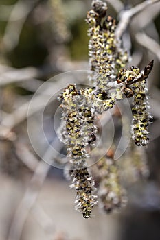 Blooming Quaking Aspen flowers during spring in Prescott, Arizona