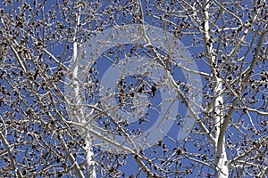 Blooming Quaking Aspen flowers during spring in Prescott, Arizona