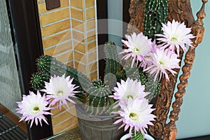 blooming queen of the night cactus, daylight openght flowers