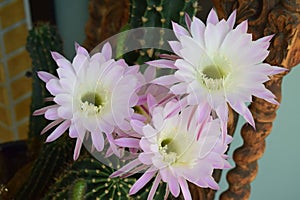 blooming queen of the night cactus, daylight on three flower