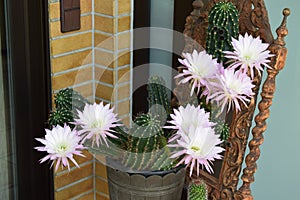 blooming queen of the night cactus on an old chair