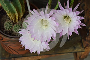 blooming queen of the night flower, three flowers